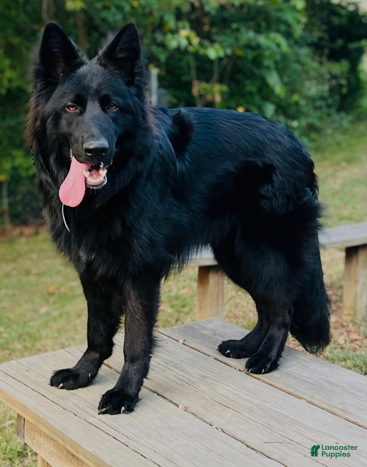 German Shepherd dogs Pink  - Ad 2