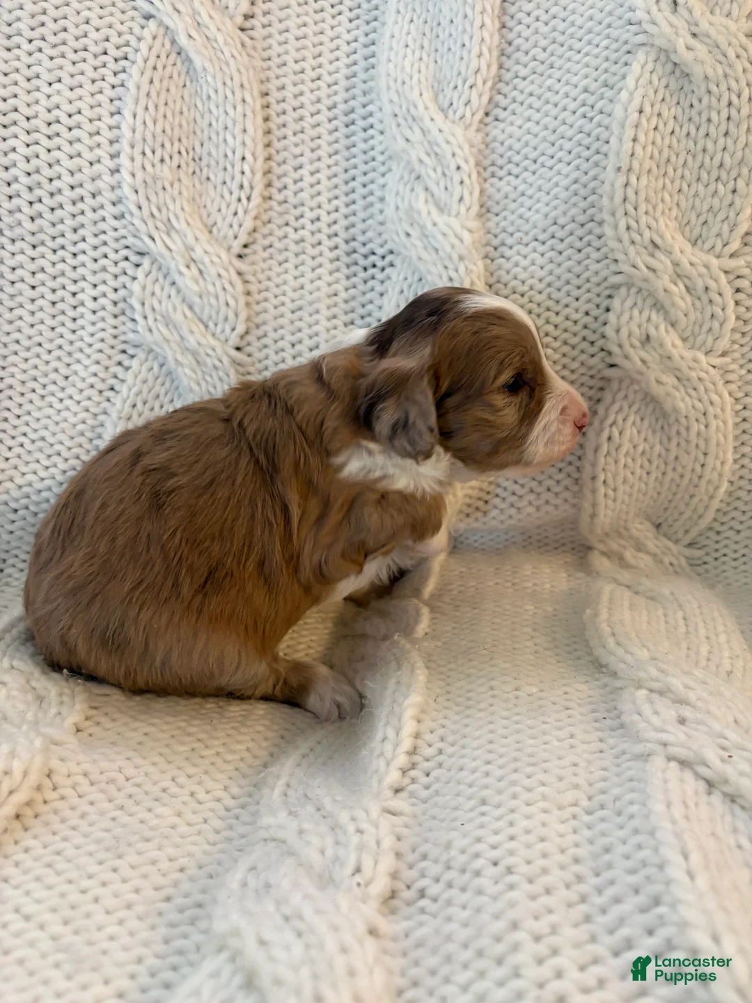 Mini Aussiedoodle dogs for sale: Mini Aussiedoodle Puppy 4 - Ad 2