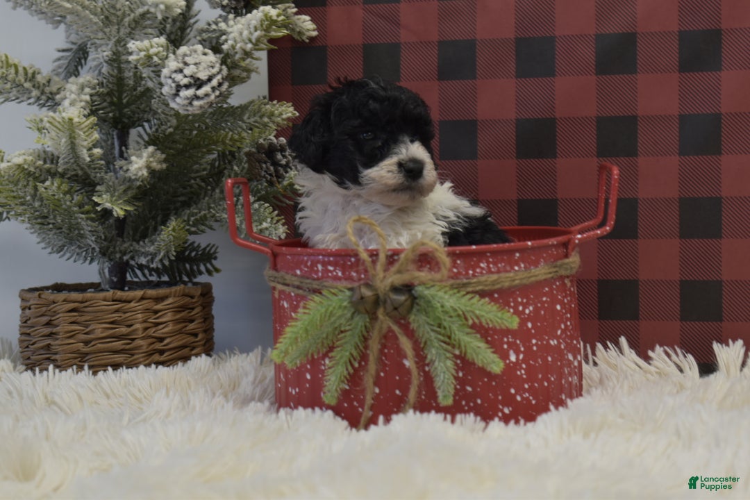 Miniature Poodle dogs for sale: Mason - Ad 6