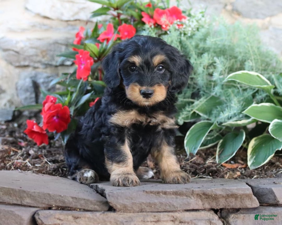 Gallery Image {{count}}