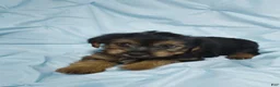 Yorkshire Terrier dogs for sale: PIXIE-POTTY AND CRATE TRAINED - Ad 7