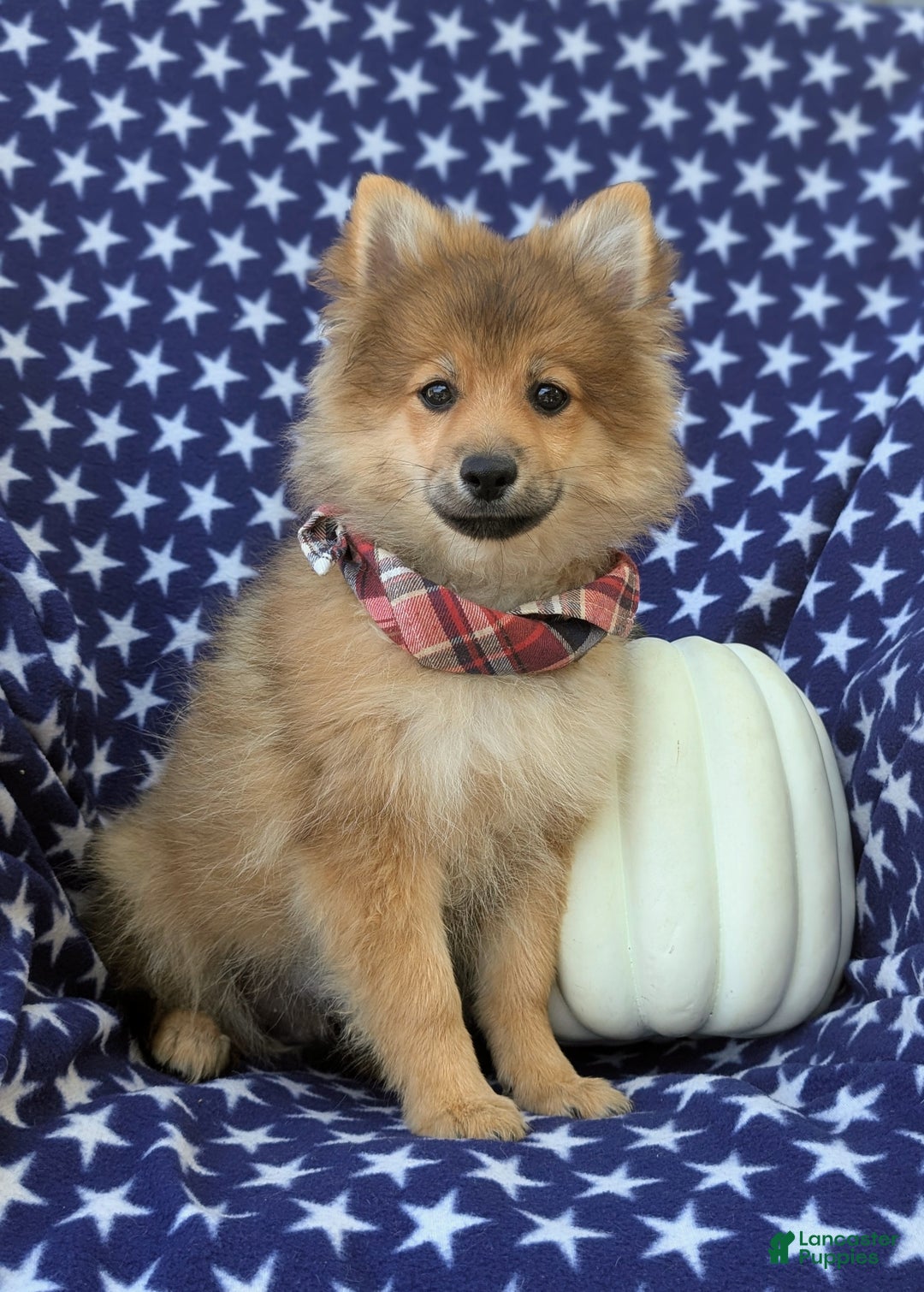 Pomeranian dogs for sale: MacDuff Genetic Testing 9 lbs Full Grown - Ad 3