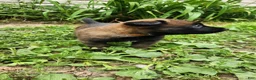 Belgian Malinois dogs for sale: Odin (Orange - Ad 4