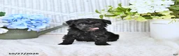 Mini Aussiedoodle dogs for sale: Jasper - Ad 4
