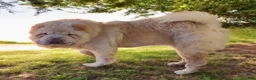Shar Pei dogs for sale: Tiny Tom flower bear coat mini  - Ad 11