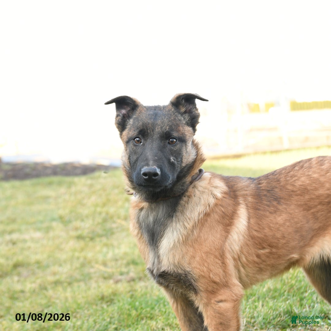 Belgian Malinois dogs for sale: Pearl  - Ad 5