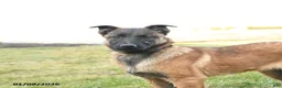 Belgian Malinois dogs for sale: Pearl  - Ad 5