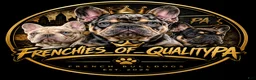 French Bulldog dogs for sale: French Bulldog 1 Aj - Ad 19