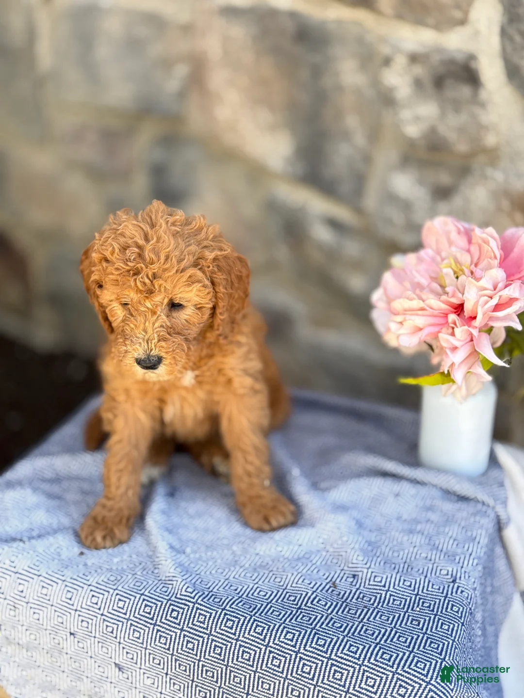 Goldendoodle dogs for sale: Mochi - Ad 2