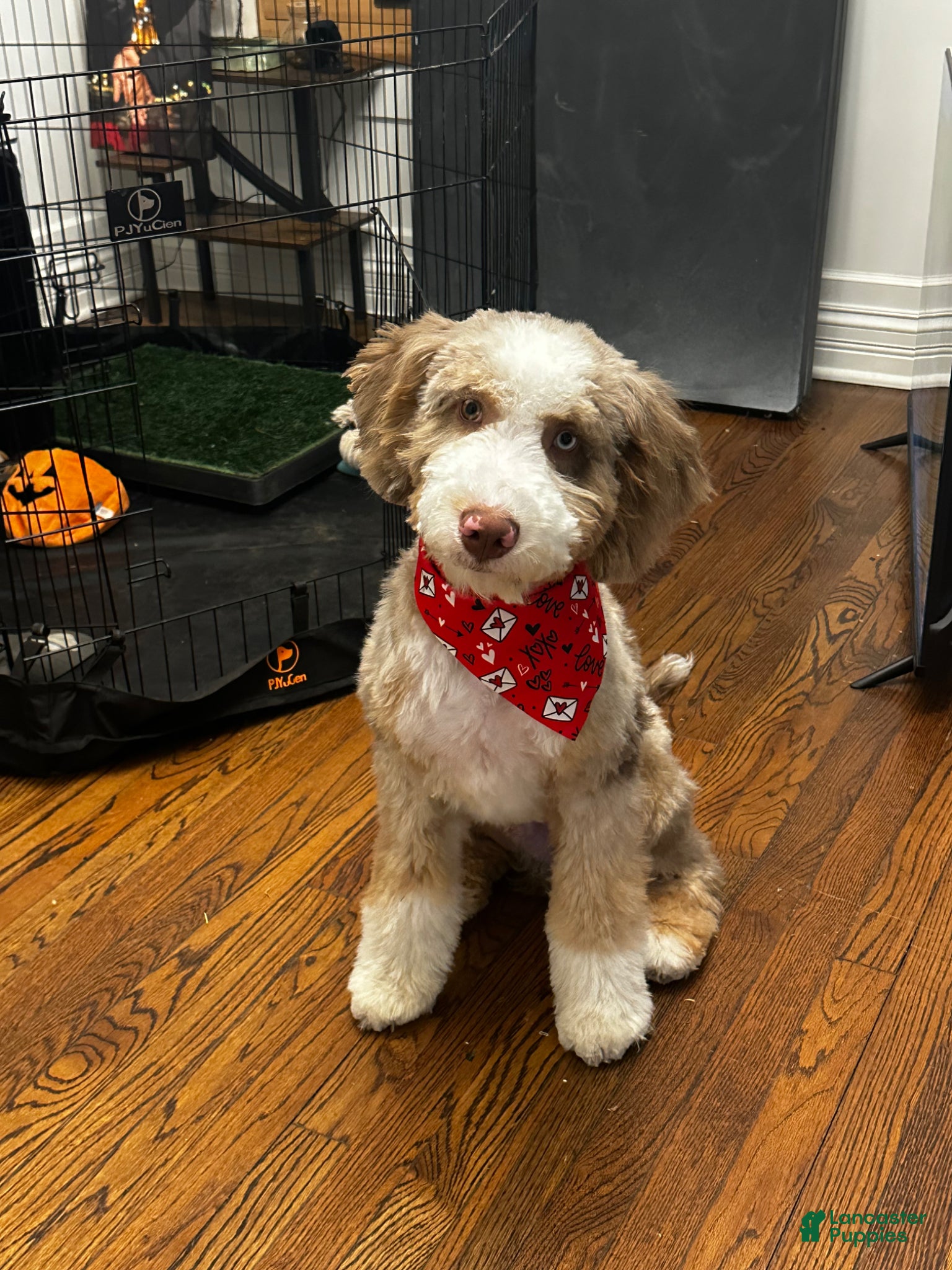 Bernedoodle dogs Chopper - Ad 1