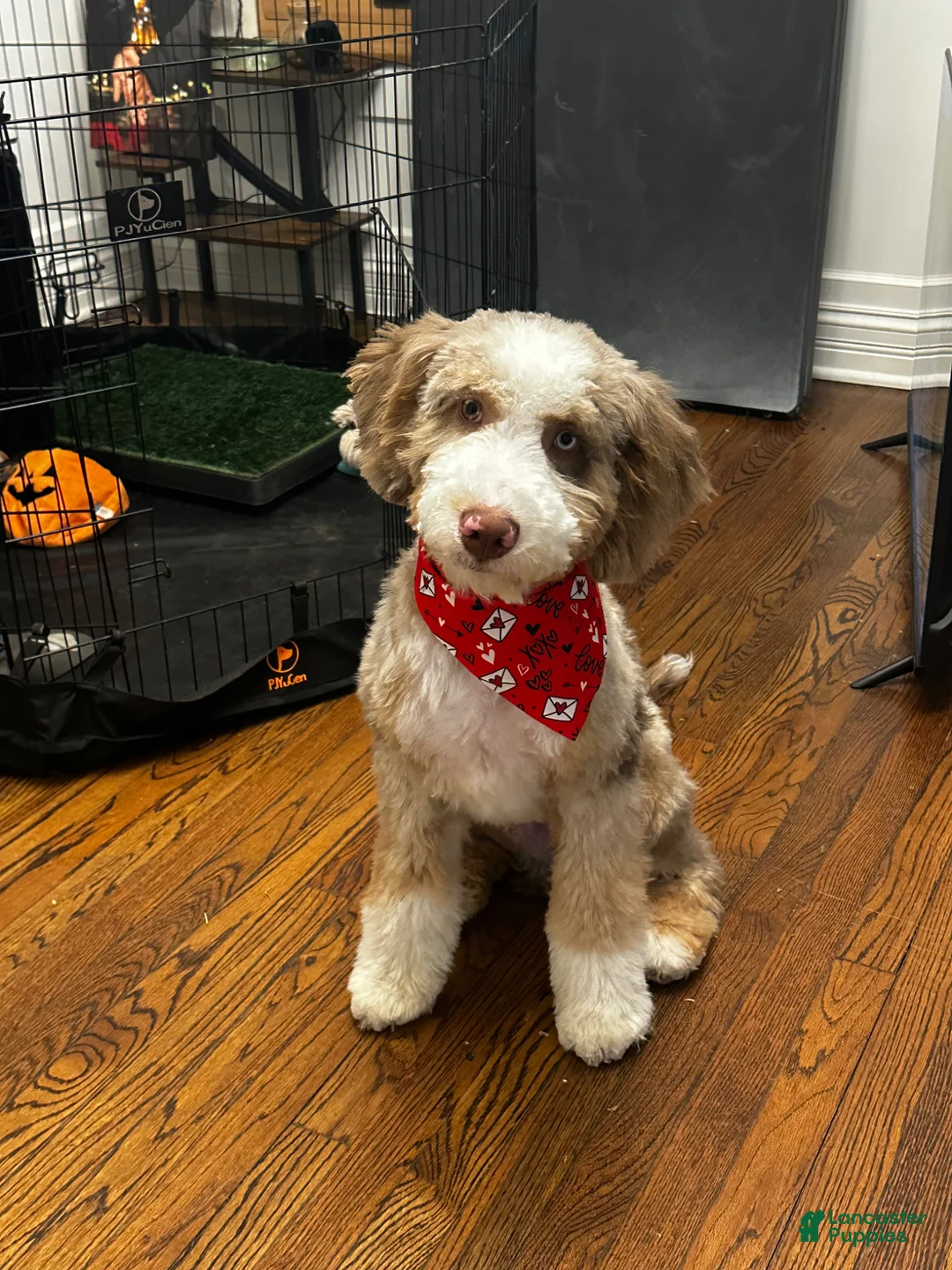 Bernedoodle dogs for sale: Chopper - Ad 1