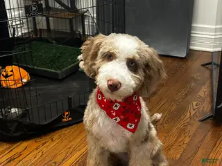 Bernedoodle dogs Chopper - Ad 28