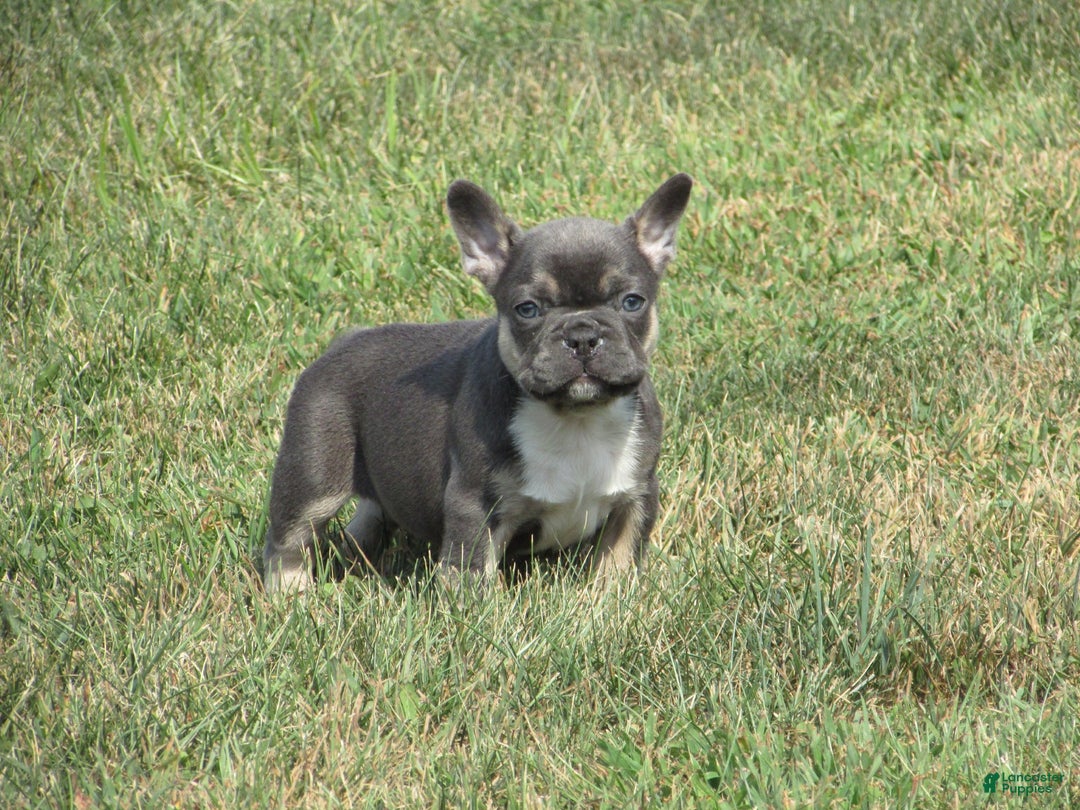 French Bulldog dogs for sale: Lucy - Ad 5