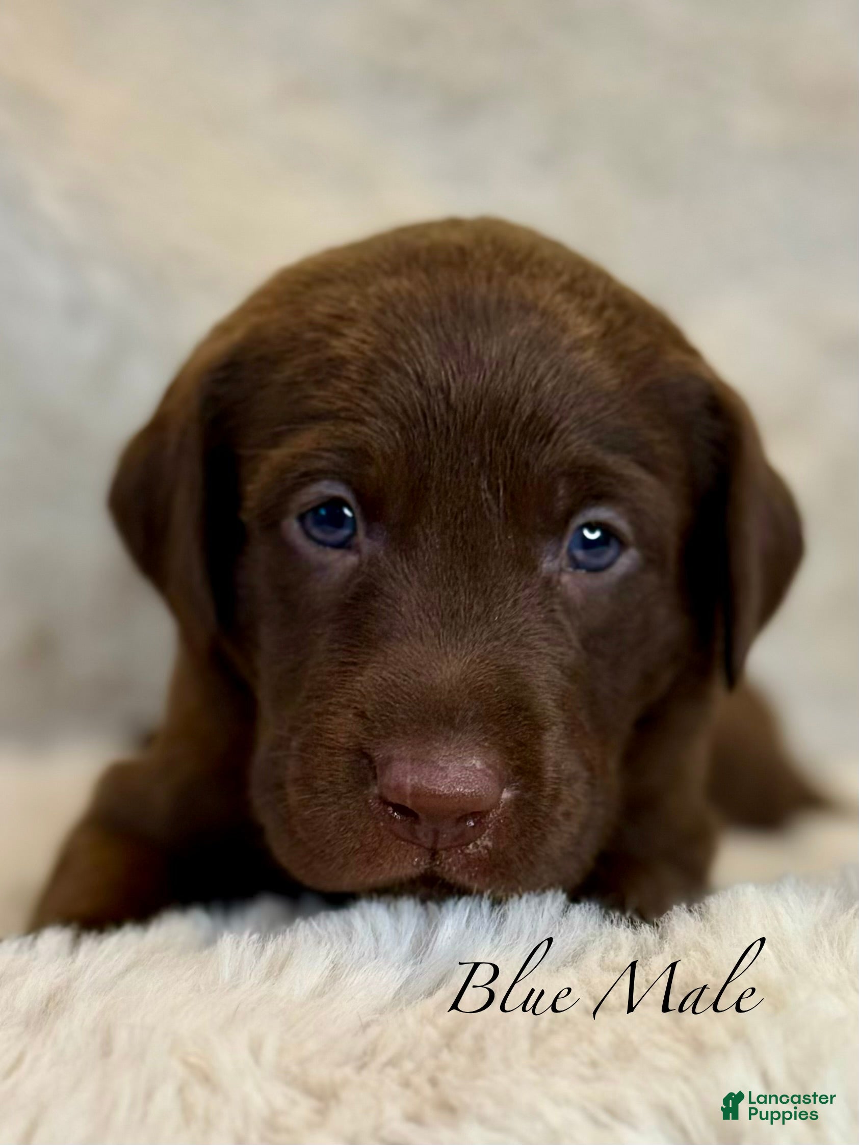 Labrador Retriever dogs Blue Male - Ad 1