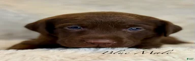 Blue Male