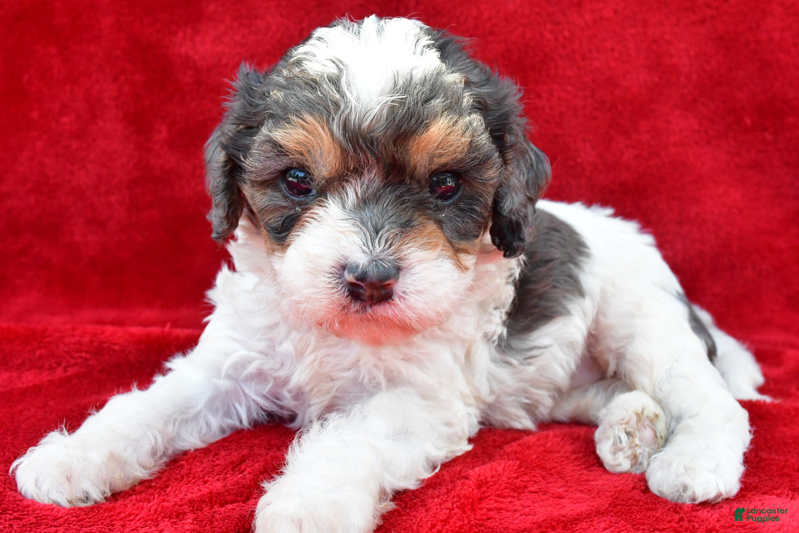 Cavapoo dogs for sale: Addie - Ad 3