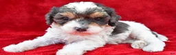 Cavapoo dogs for sale: Addie - Ad 1