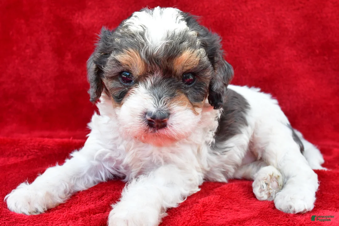 Cavapoo dogs for sale: Addie - Ad 1