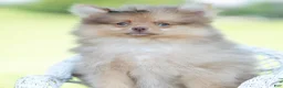 Pomeranian dogs for sale: Gio - Ad 7