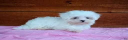 Maltese dogs for sale: Sadie - Ad 3