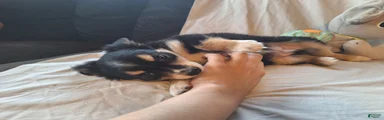 Gizmo