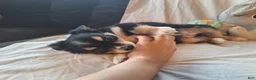 Miniature Australian Shepherd dogs for sale: Gizmo - Ad 1
