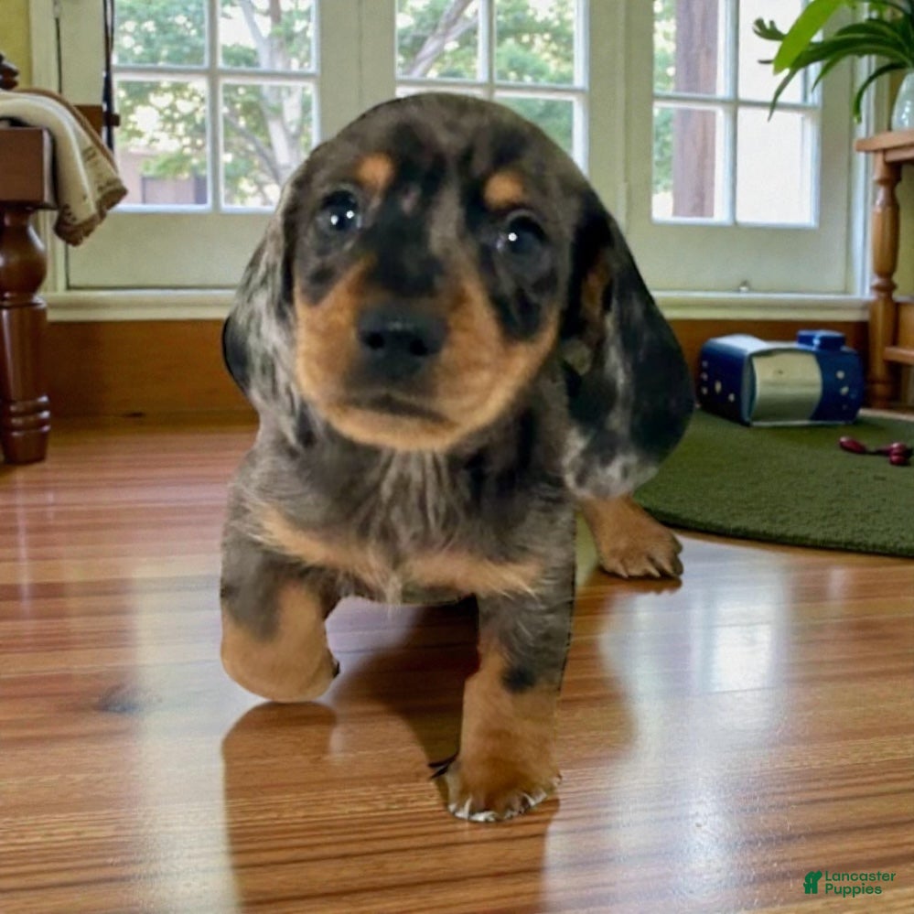 Miniature Dachshund dogs Bruce - Ad 19