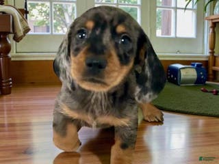 Miniature Dachshund dogs Bruce - Ad 19
