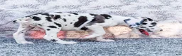 Great Dane dogs for sale: Dirk - Ad 7