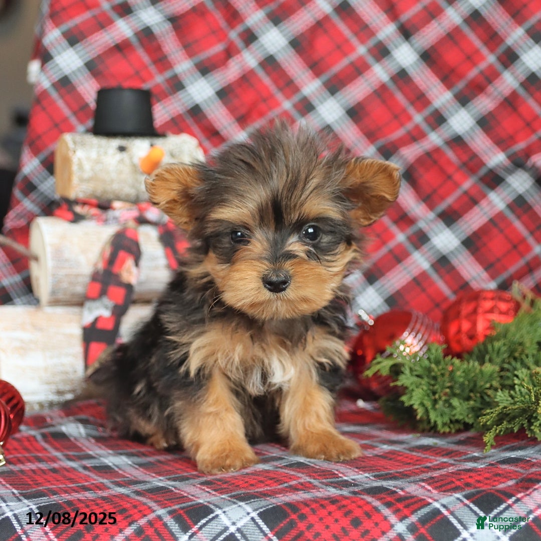 Yorkiepoo dogs for sale: Twinkle - Ad 2