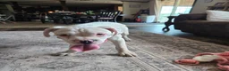 Boxer dogs for sale: Sam - Ad 11