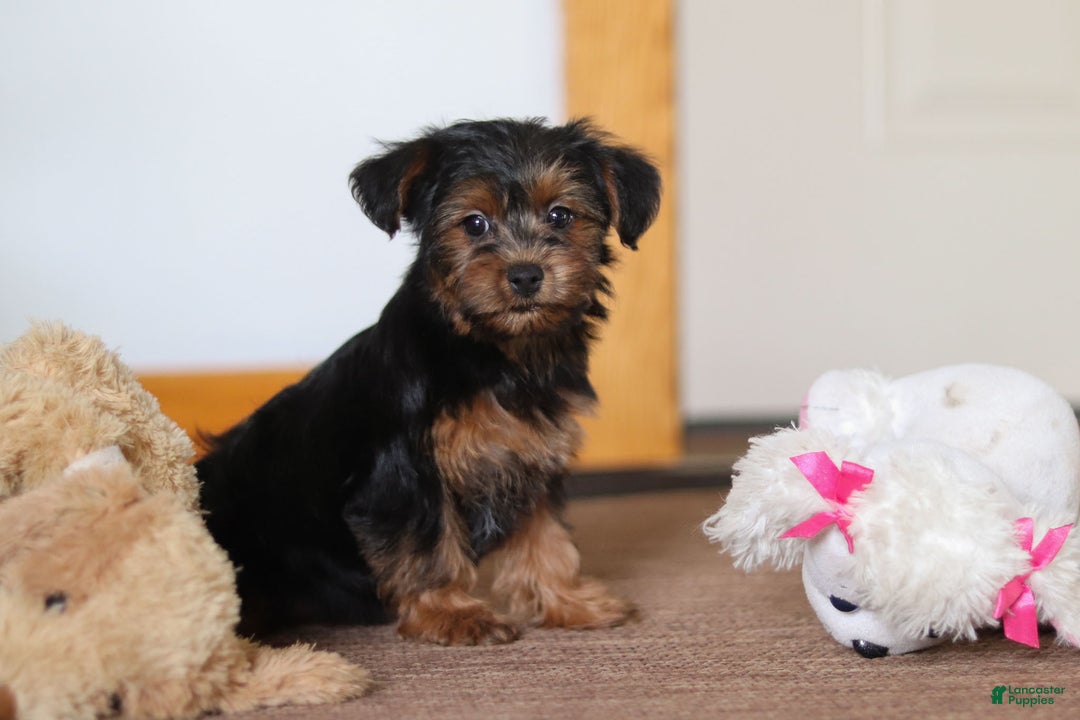 Yorkiepoo dogs for sale: Jullie - Ad 2