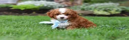 Cavapoo dogs for sale: Frankie - Ad 7