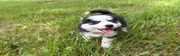Pomsky dogs for sale: Poppy - Ad 10