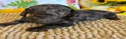 Miniature Dachshund dogs for sale: Marble - Ad 3