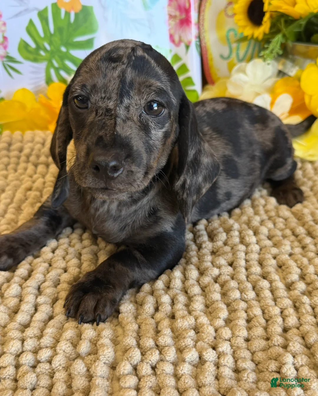 Miniature Dachshund dogs for sale: Marble - Ad 3
