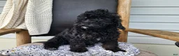 Mini Bernedoodle dogs for sale: Willow - Ad 4