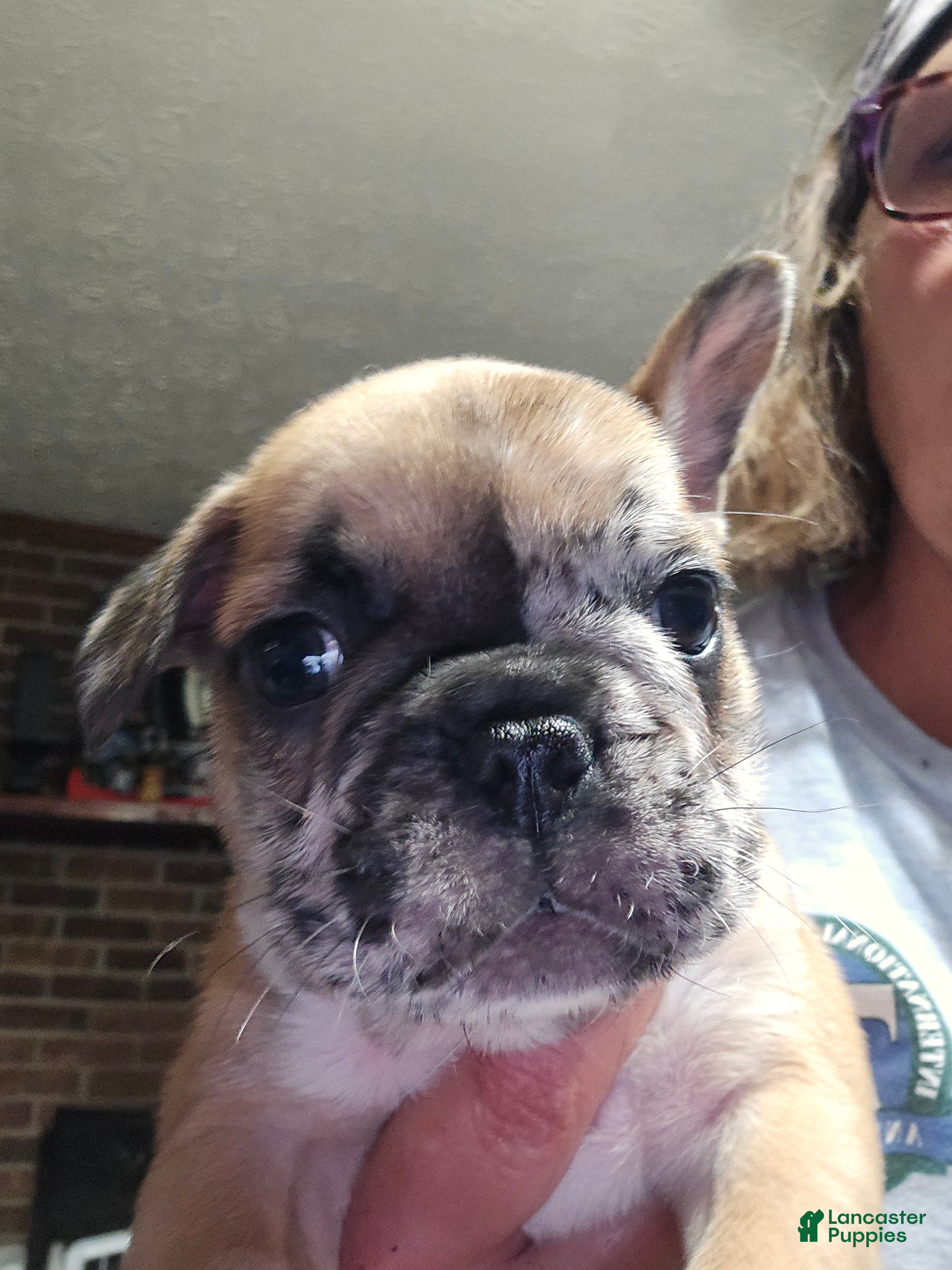 French Bulldog dogs for sale: French Bulldog Puppy 3 - Ad 4