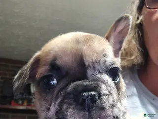 French Bulldog dogs for sale: French Bulldog Puppy 3 - Ad 4