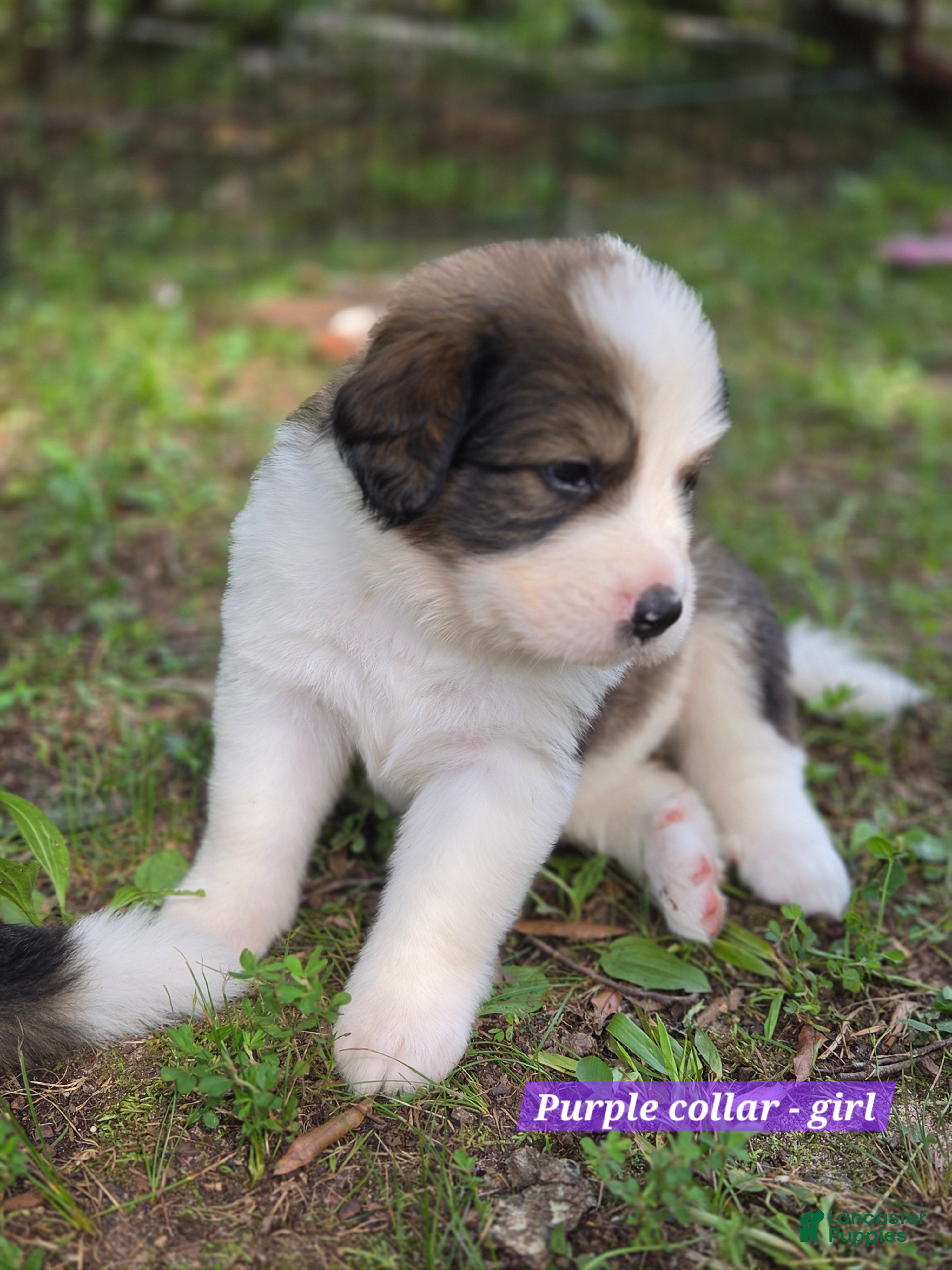 Mixed Breed dogs Purple collar - Ad 25