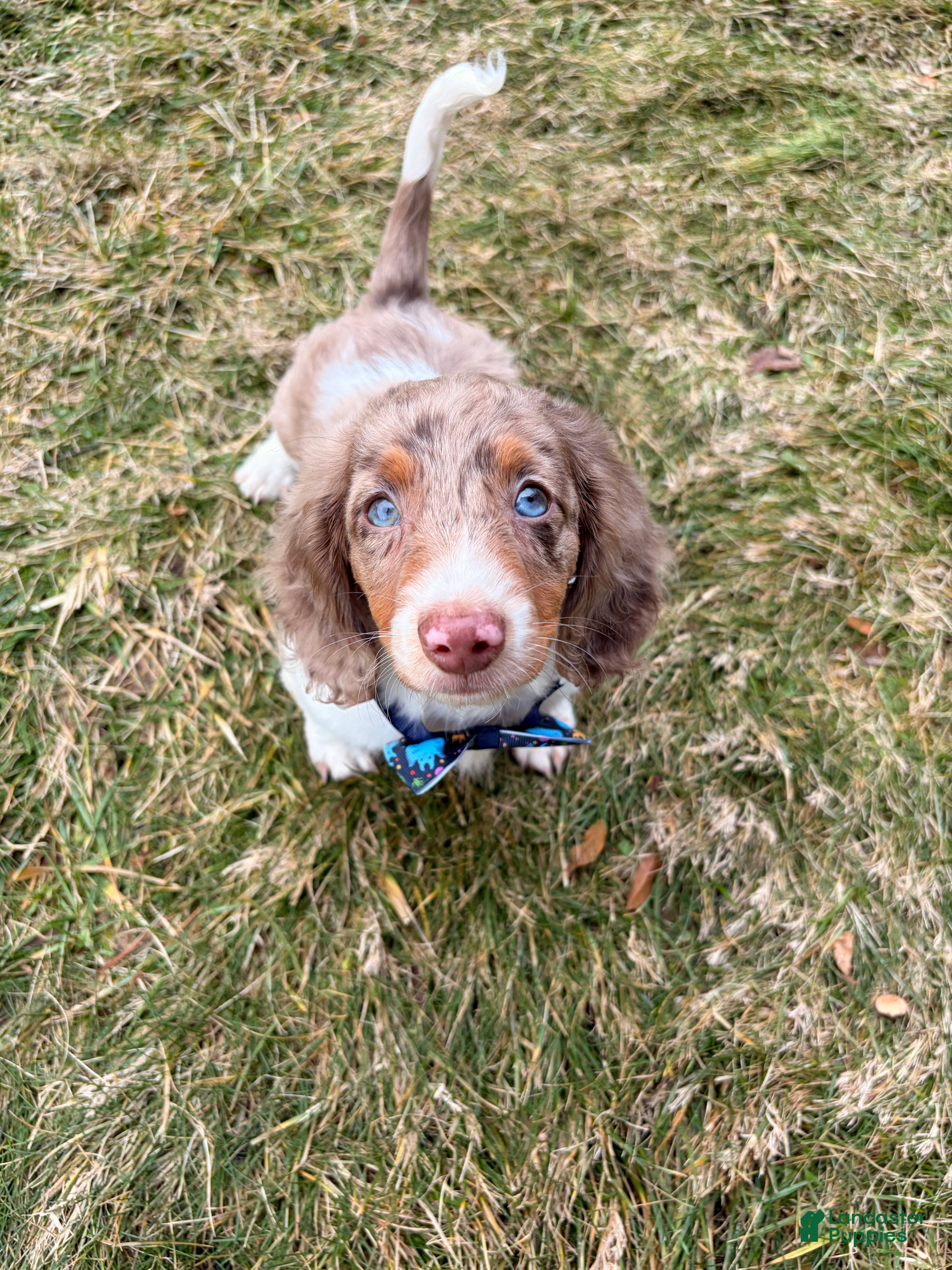 Miniature Dachshund dogs Remmi - Ad 1