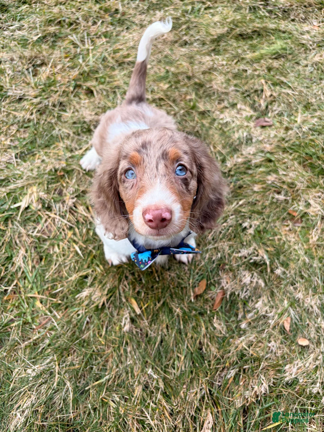 Miniature Dachshund dogs for sale: Remmi - Ad 1