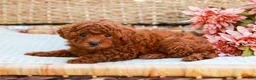 Toy Poodle dogs for sale: Biscuit - Ad 5