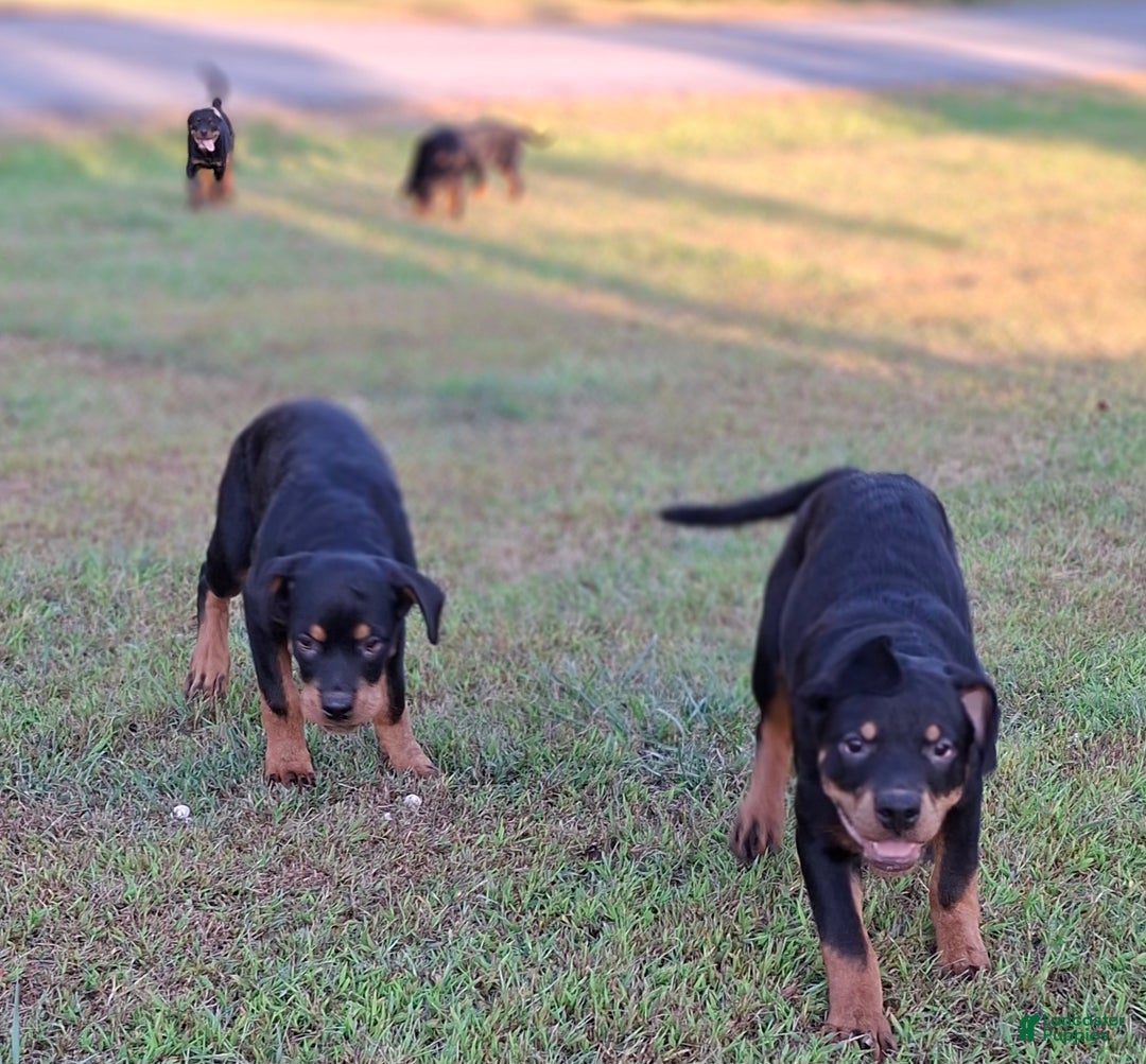 Rottweiler dogs for sale: Rottweiler Puppy 4 - Ad 7