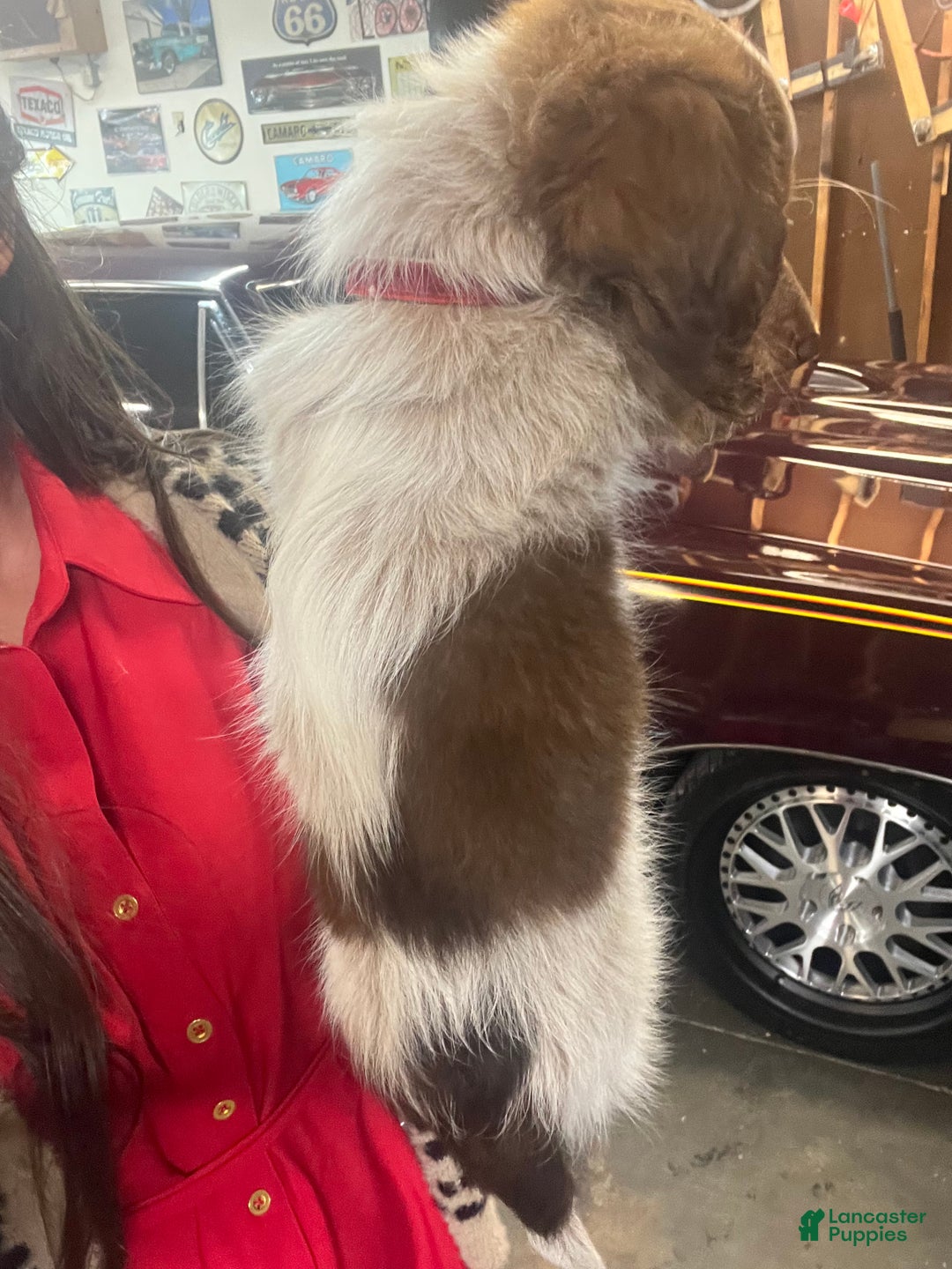 Dachshund dogs for sale: Dachshund Puppy 1 - Ad 4