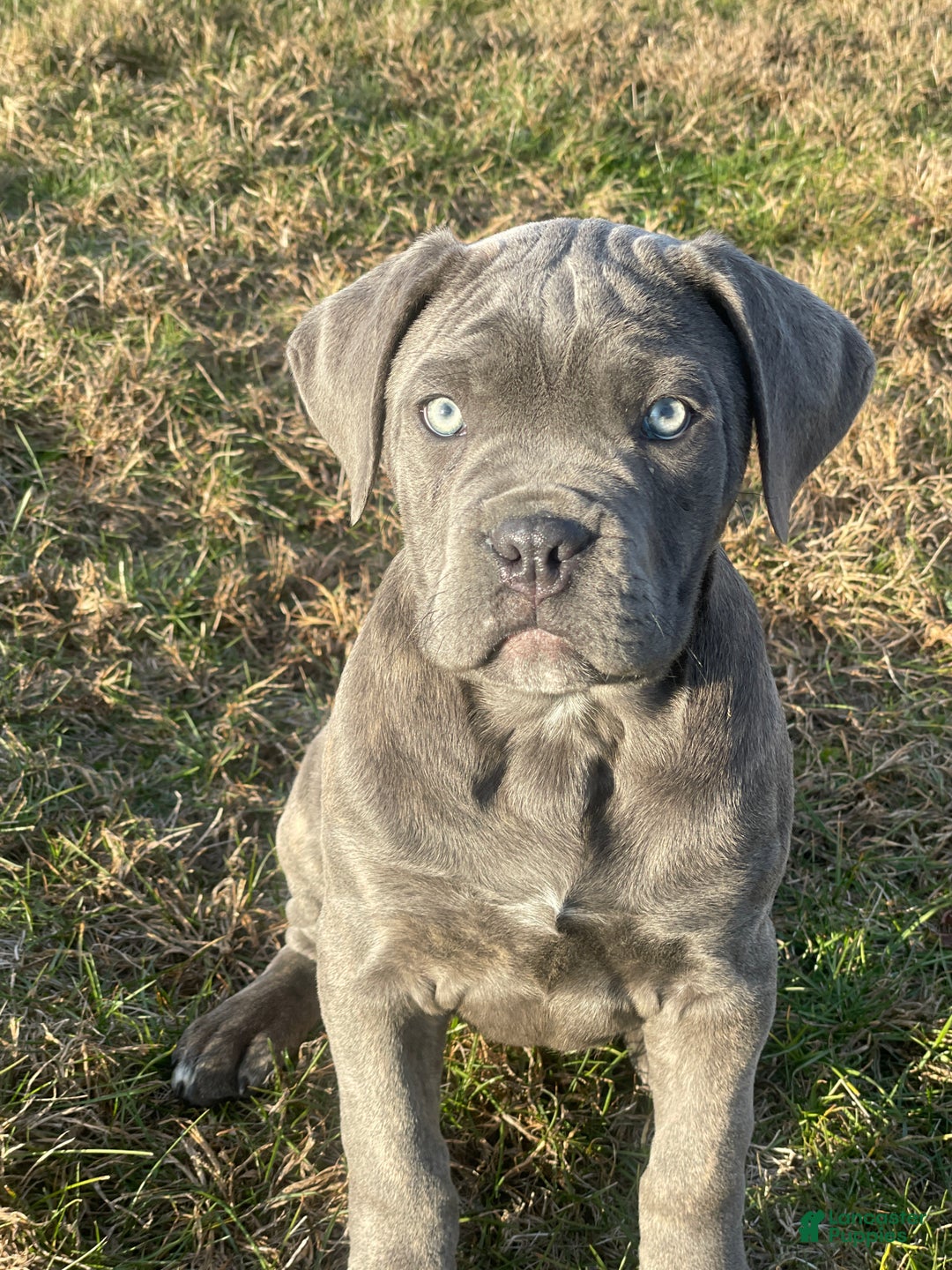 Cane Corso dogs for sale: Rosy Cane Corso Puppy 4  - Ad 2