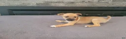 Jack Russell Terrier dogs for sale: Lady  - Ad 4