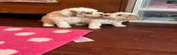 Cavapoo dogs for sale: Cavapoo Puppy 2 - Ad 1