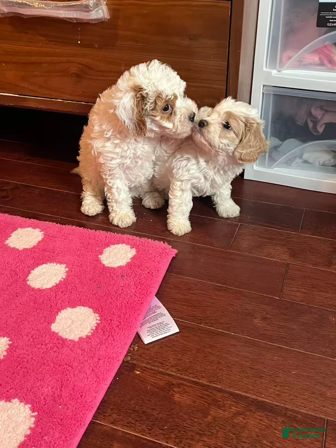 Cavapoo dogs for sale: Cavapoo Puppy 2 - Ad 1