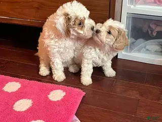 Cavapoo dogs for sale: Cavapoo Puppy 2 - Ad 2